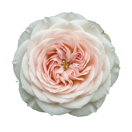 Hoa nhỏ trắng kem